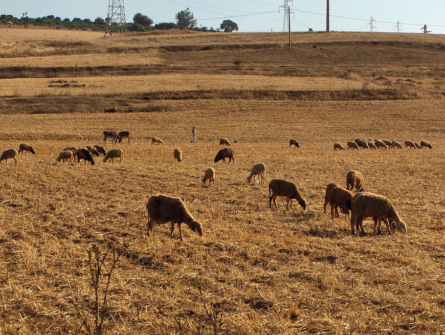 morocco, field, land, animal themes, environment, group of animals HD wallpaper
