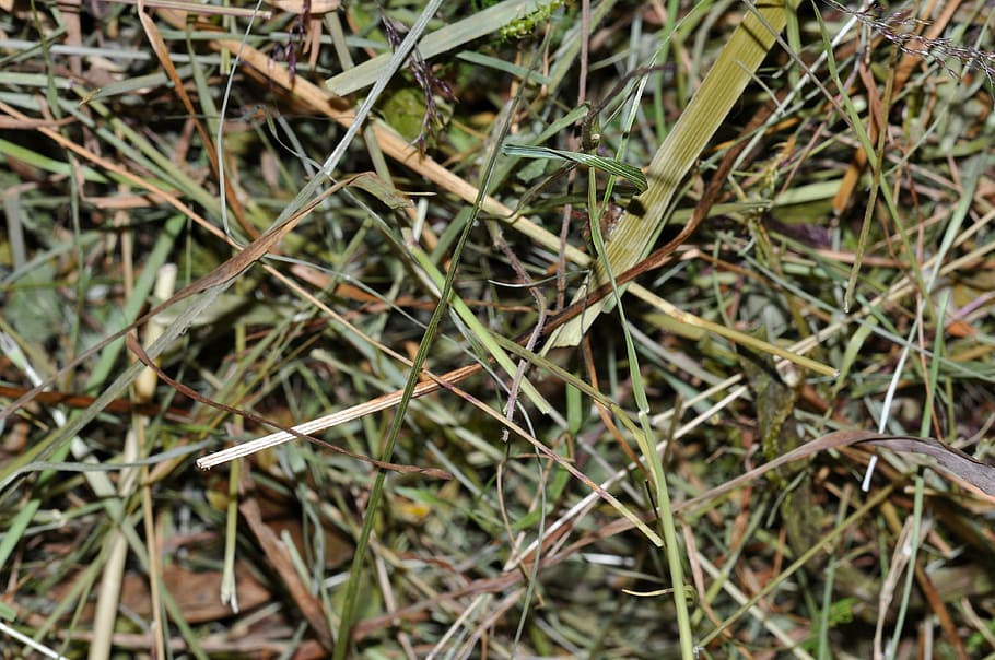 hay, dried grass, close, texture, plant, growth, green color HD wallpaper