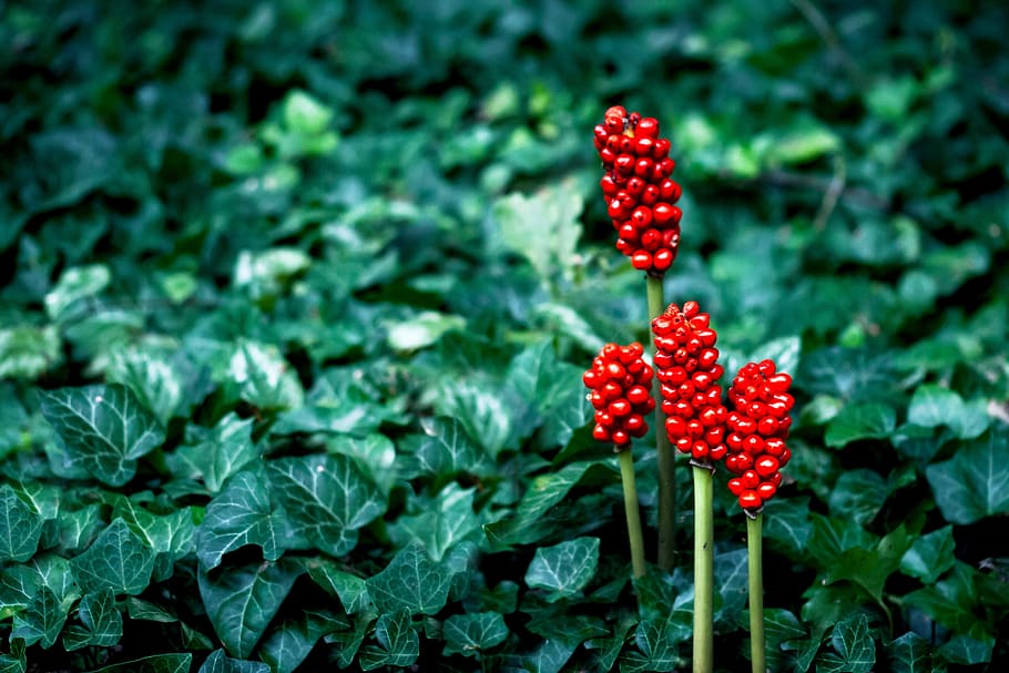 tilt photography of red flowers, nature, plant, ivy, green HD wallpaper