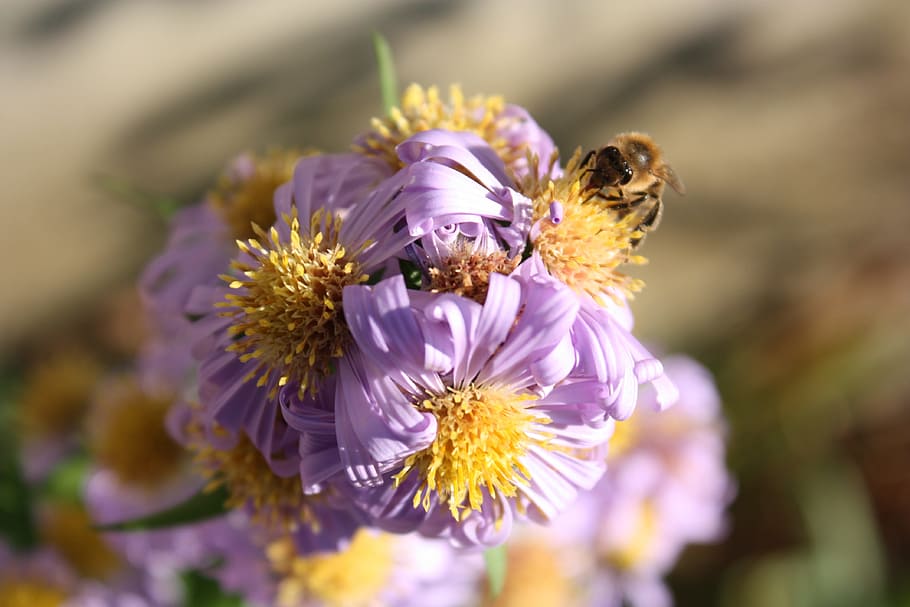 flower, bee, insect, honey, plant, summer, floral, natural HD wallpaper