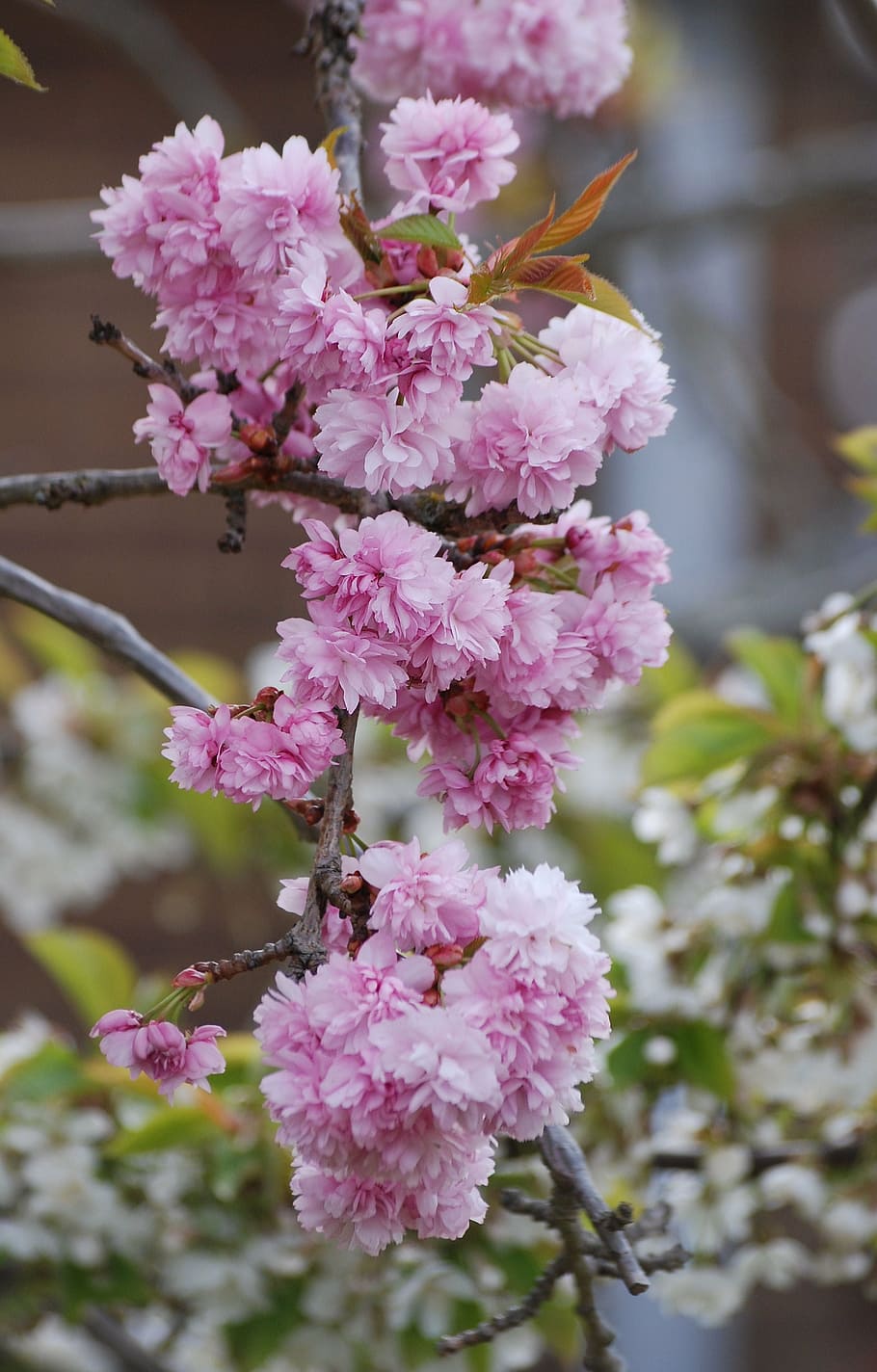 cherry blossom, pink, spring, tree, branch, blooming, garden HD wallpaper