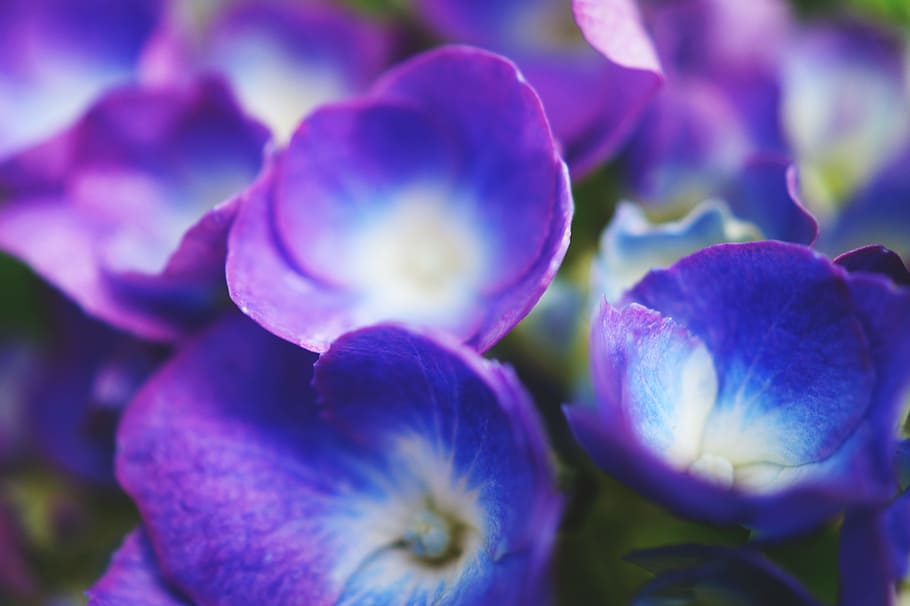 nature, flowers, purple, petals, beautiful, bloom, blooming, blur HD wallpaper