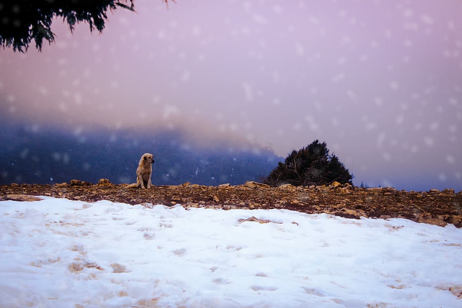 tilt-shift photography of dog, brown dog sitting on brown rocks beside flowing river during daytime HD wallpaper