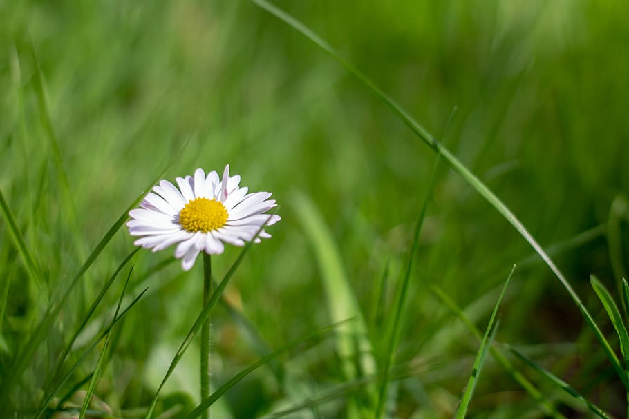 daisy, flower, nature, spring, lawn, plant, summer, closeup HD wallpaper