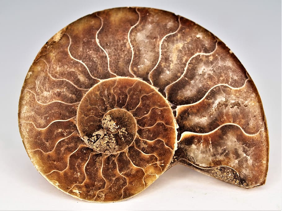 brown nautilus shell, desktop, ammonite, fossil, gem, natural, HD wallpaper