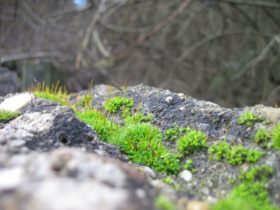moss, wall, stone, nature, green, old, grey, macro, plant, rock - Object HD wallpaper