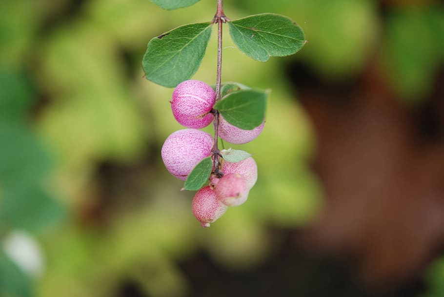Water, Drop, Green, Leaf, Forest, Branch, berries, plant, growth HD wallpaper