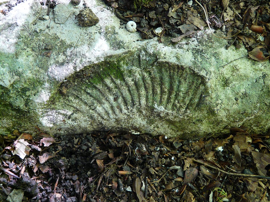 petrification, ammonit, shell, limestone, fossil, petrefakt HD wallpaper
