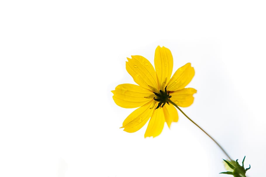 Yellow, Spring, Fresh, nature, daisy, flower, plant, close-up HD wallpaper