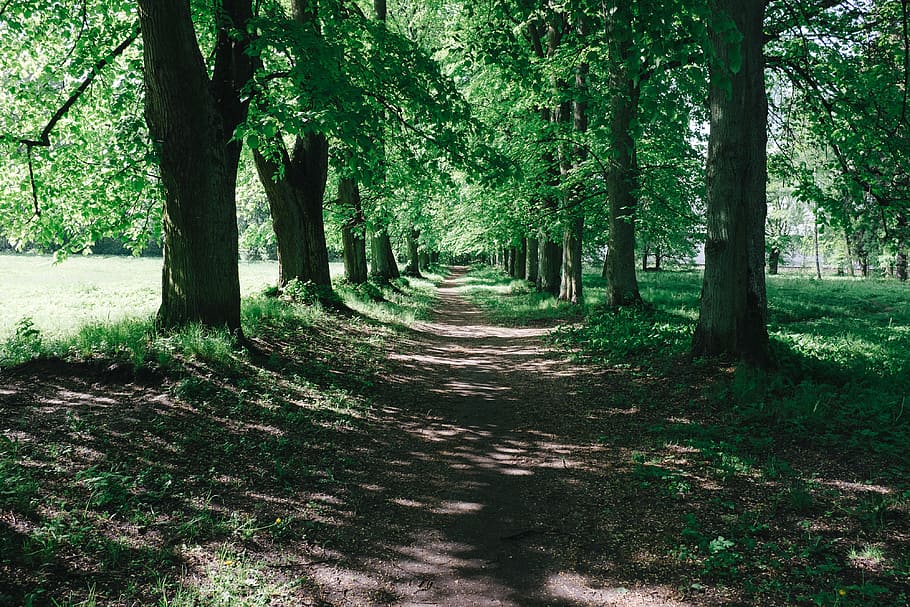 Forest alley, nature, tree, woodland, outdoors, landscape, footpath HD wallpaper