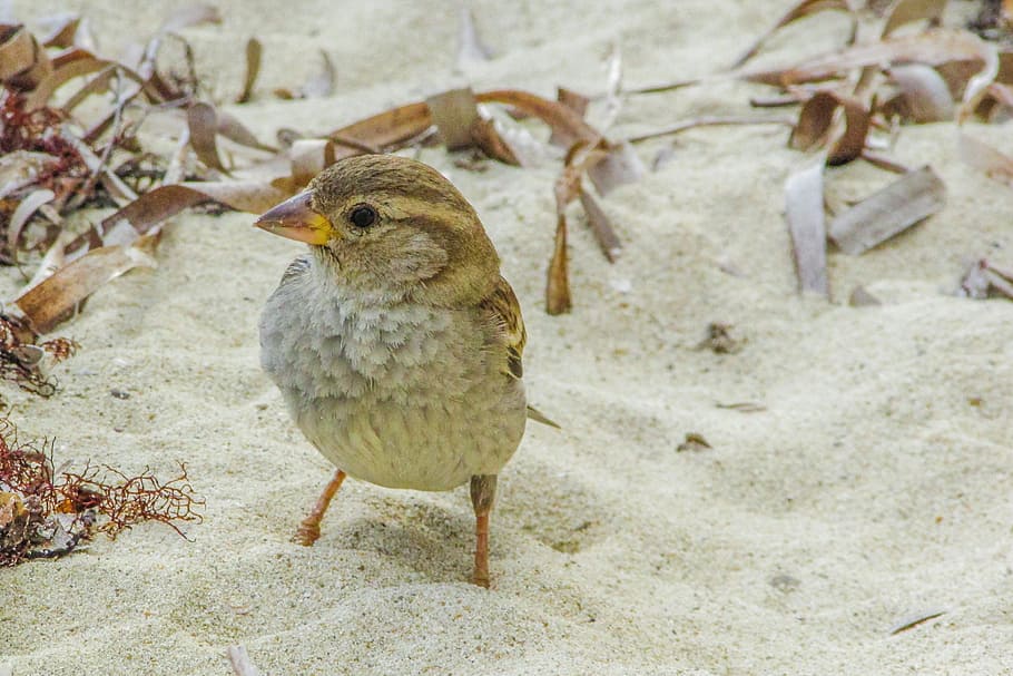 Sparrow, Cute, Beach, Wildlife, looking, nature, animal, fauna HD wallpaper