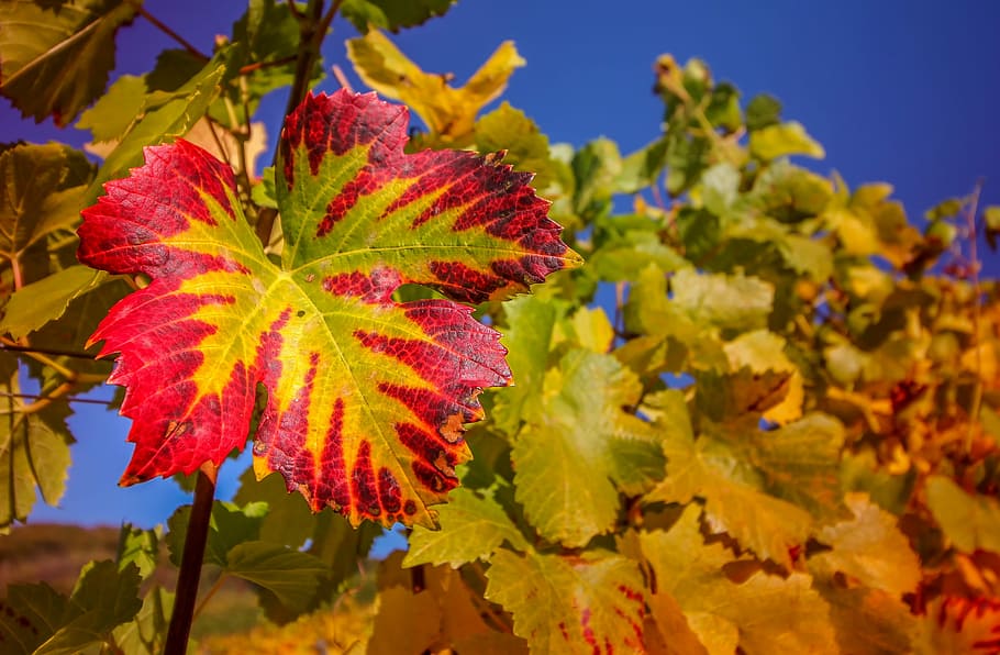 red and green leafed, wine leaf, nature, plant, rebstock, colorful HD wallpaper