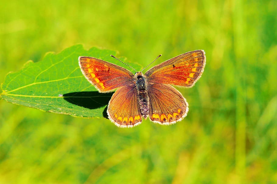 close-up photo of orange butterfly on green leaf selective focus photography, HD wallpaper