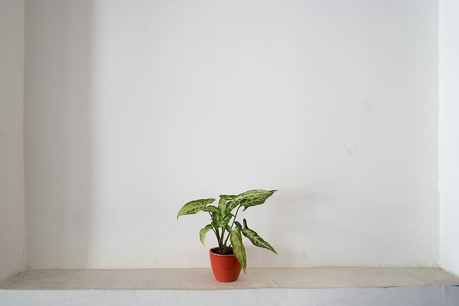 A Little Pot, green leafed plant in brown vase on white surface HD wallpaper