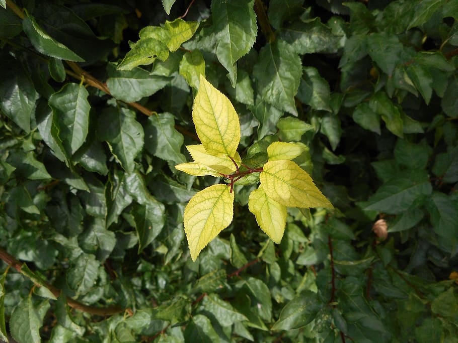 leaf, green, bush, aesthetic, leaves, green leaf, plant, shadow play, HD wallpaper