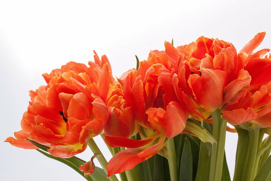 tulip, lily, spring, nature, flowers, tulips, schnittblume HD wallpaper