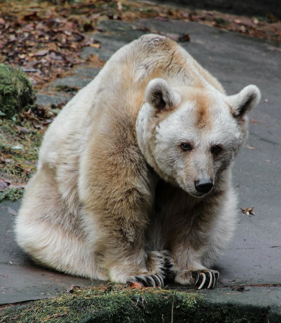 bear sitting on ground, animal, brown bear, predator, fur, mammal HD wallpaper