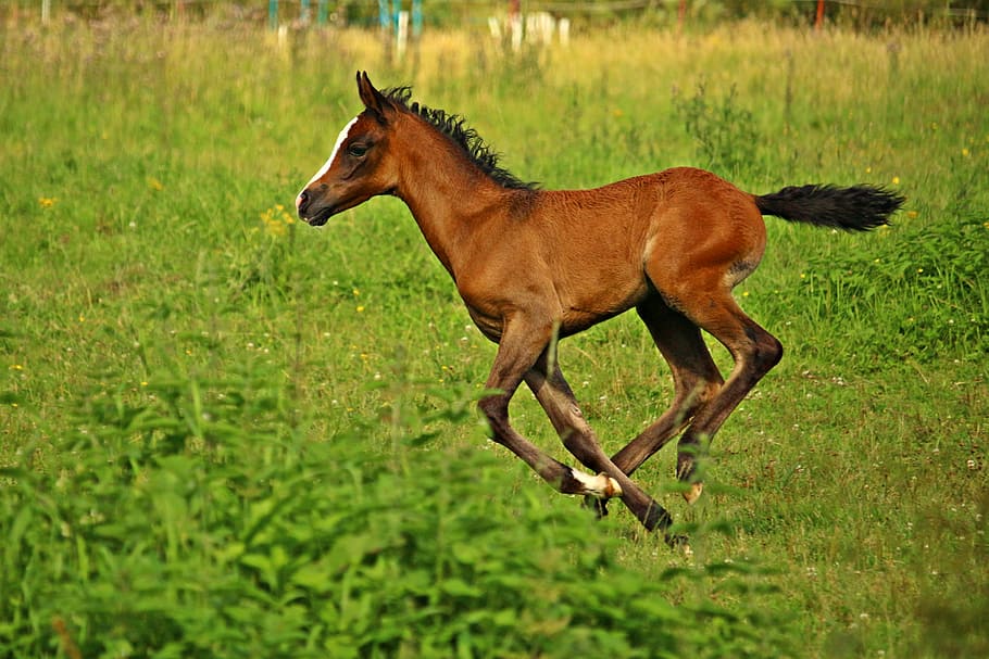 brown pony strides on lush field, Horse, Foal, Thoroughbred, Arabian, HD wallpaper