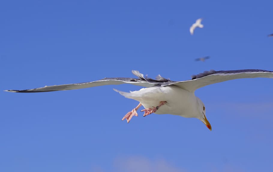 Seagull, Bird, Fly, Wings, Animal, flying, nature, wildlife HD wallpaper