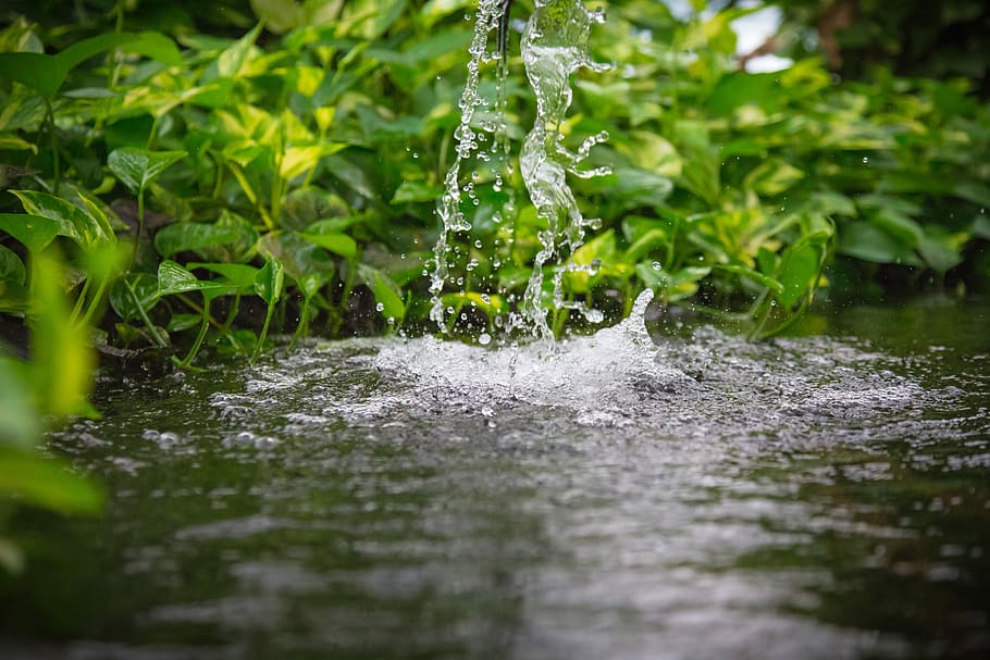 waters, nature, wet, leaf, growth, plant, green color, no people HD wallpaper