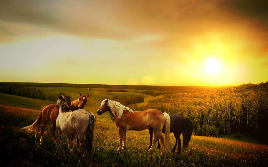 four assorted-color horses during sunset, forest, way, mountains