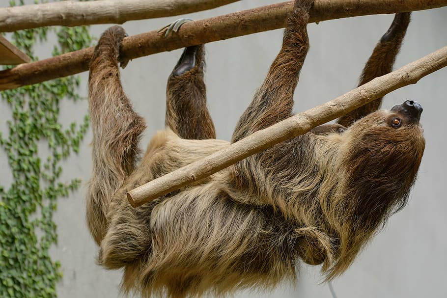 sloth clinging unto tree, zoo, depend, sleep, animal, wildlife HD wallpaper