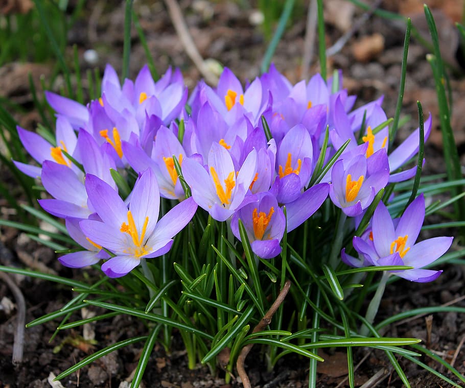 purple flowers, crocuses, easter, spring, flower bulbs, spring flowers, HD wallpaper