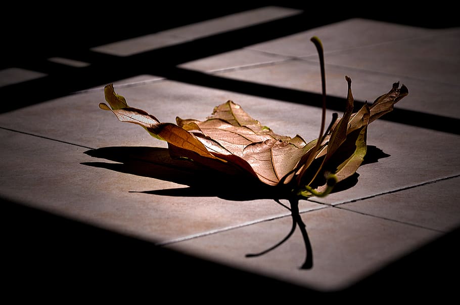 shadow, dark, desktop, reflection, leaf, nature, plant, environment HD wallpaper