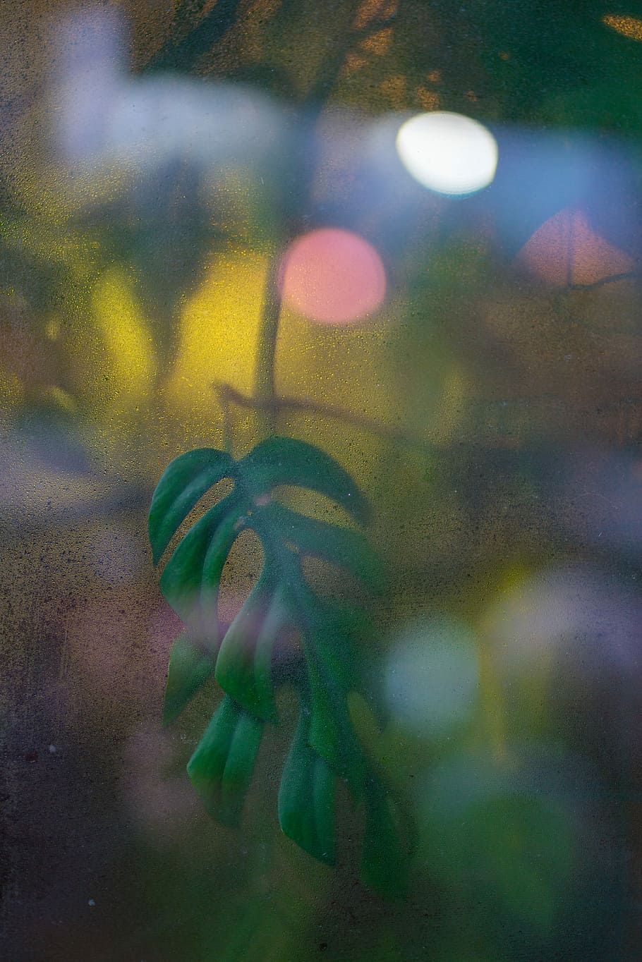 green leaves, photography of green leaf plant, lights, bokeh HD wallpaper