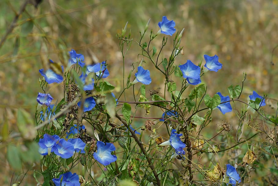bell, field, flower, flowering plant, beauty in nature, freshness HD wallpaper