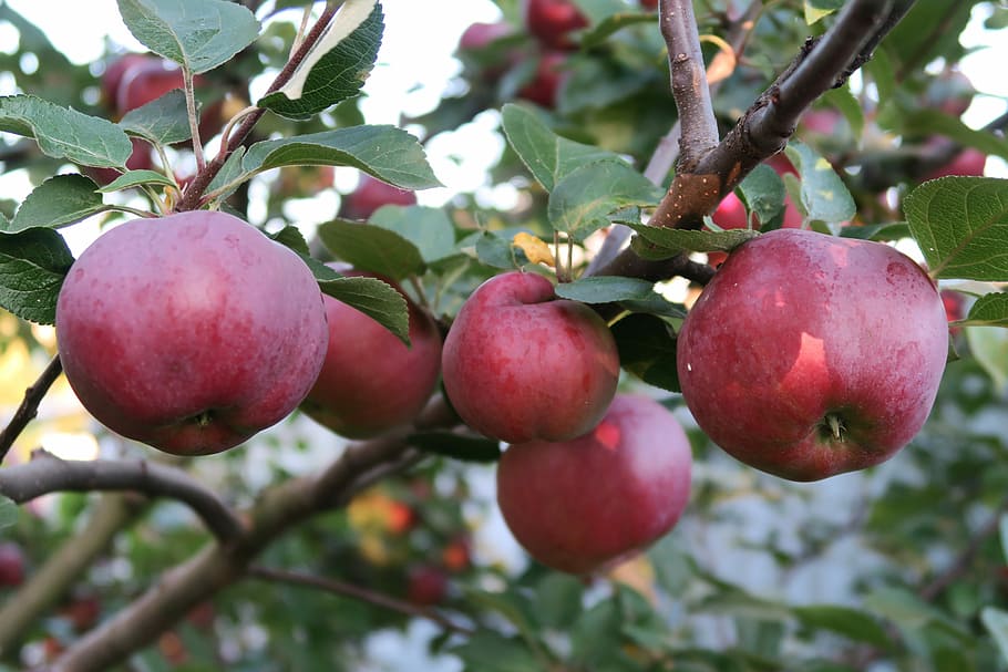 apples, red apples, apple tree, healthy eating, food, fruit HD wallpaper