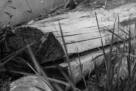 strain, wall, grass, nature, beauty, life, admiration, fantasy HD wallpaper