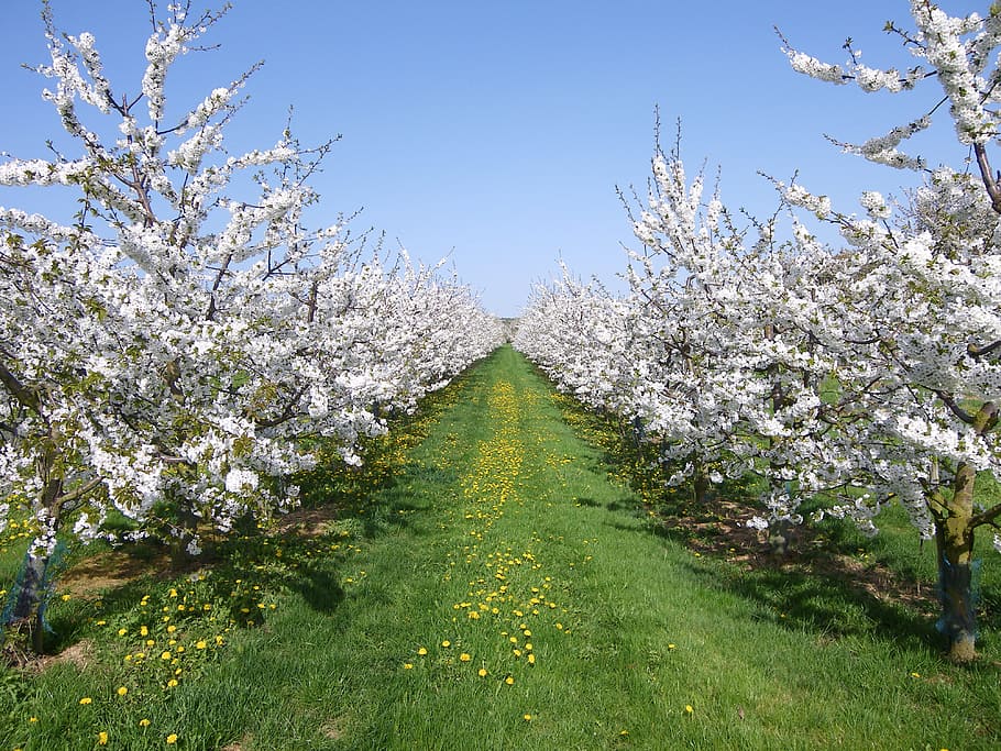 Cherry Trees, Cherry Blossom, Spring, white, sky, meadow, april HD wallpaper