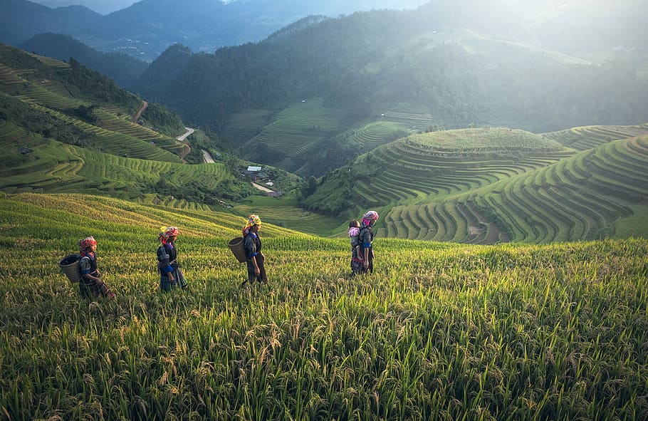 four people walking on cornfield, agriculture, asia, bali, cambodia