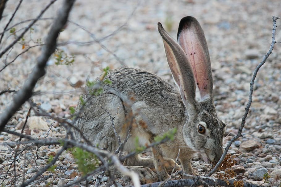 brown hare beside tree, gray rabbit, ear, animal, wildlife, animal wildlife HD wallpaper