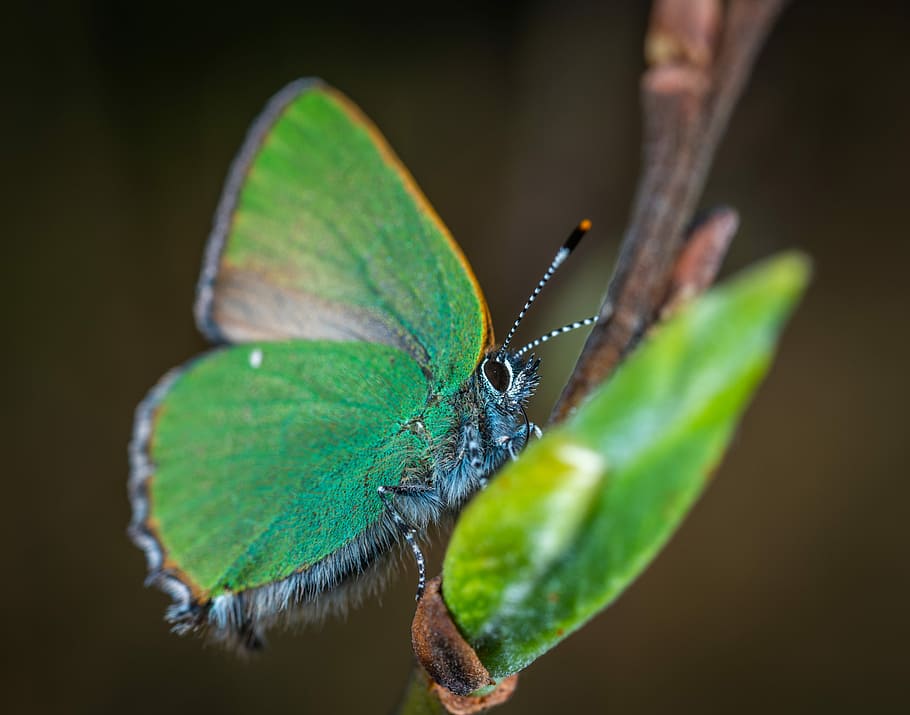 insect, macro, lepidoptera, animal themes, invertebrate, animal wildlife HD wallpaper