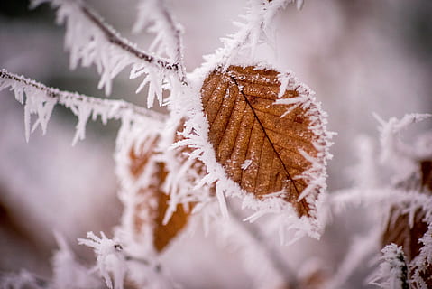 brown leaf covered by snow, winter, frost, cold, wintry, ice HD wallpaper