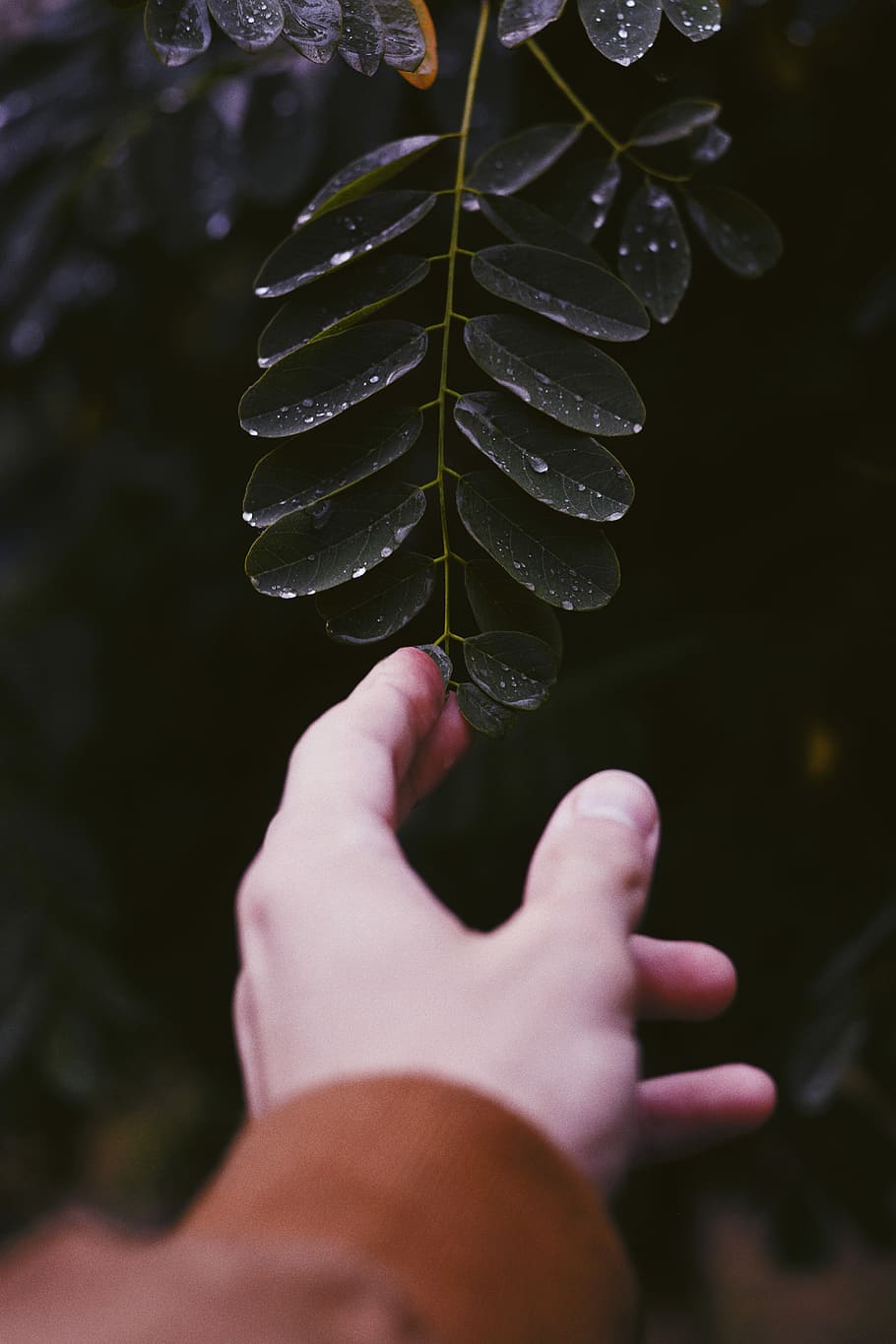 person touching green leaf plant with water dew, selective focus photography of person holding green leaves with water dew HD wallpaper