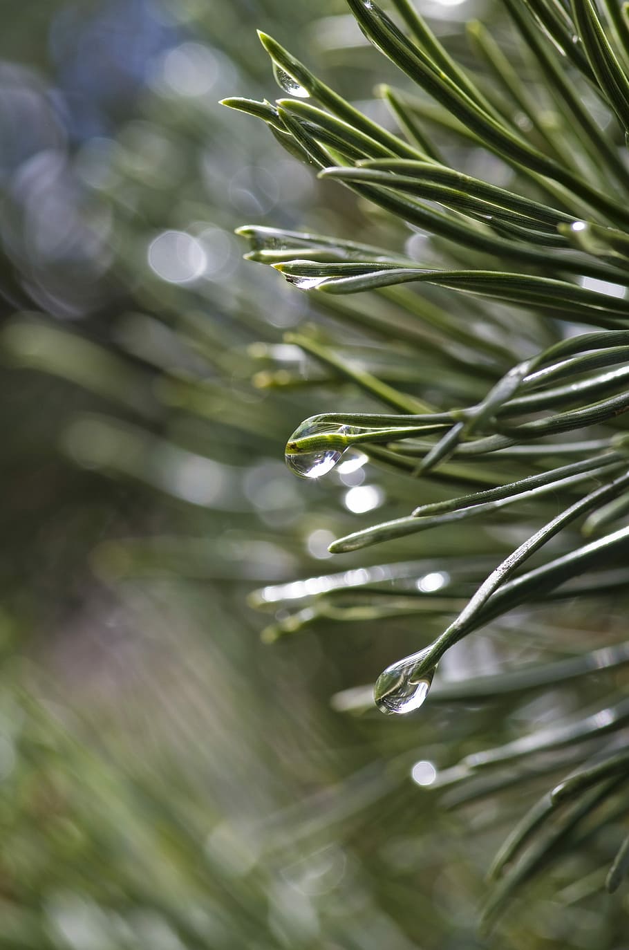 Pine, Rain, Tree, Conifer, Nature, pine family, close, drip HD wallpaper