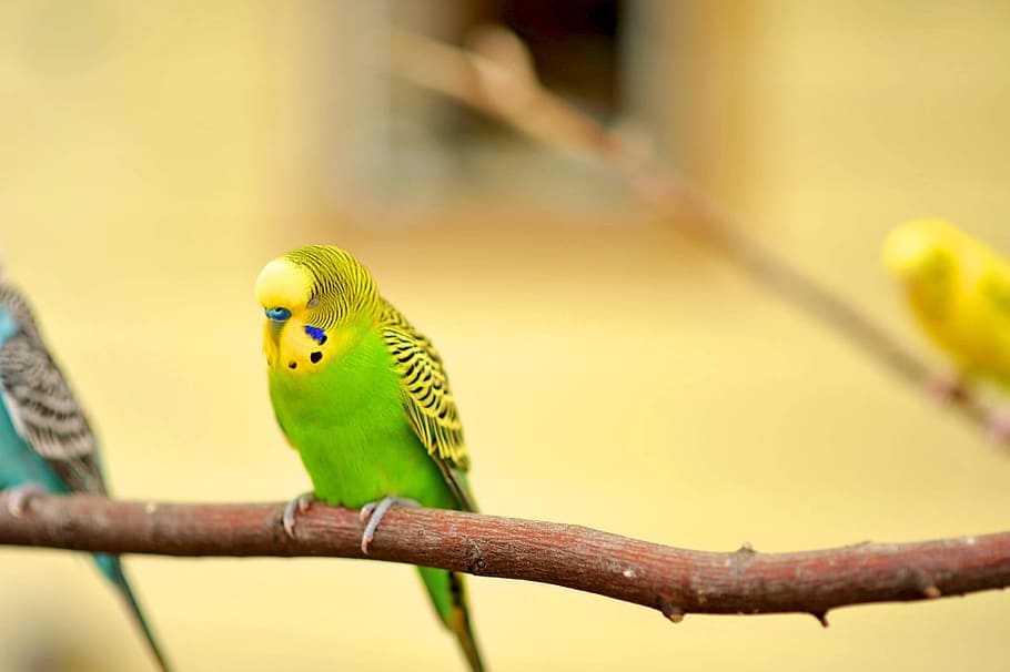 selective focus photography of green budgerigar perch on tree branch