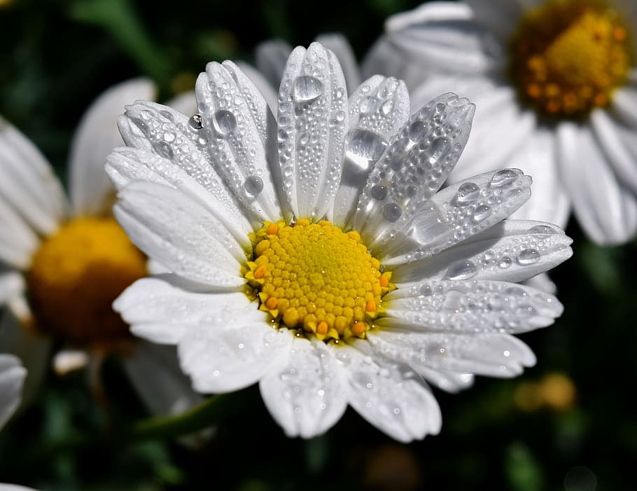 margaritte, dew, blossom, bloom, drop of water, white, flower HD wallpaper