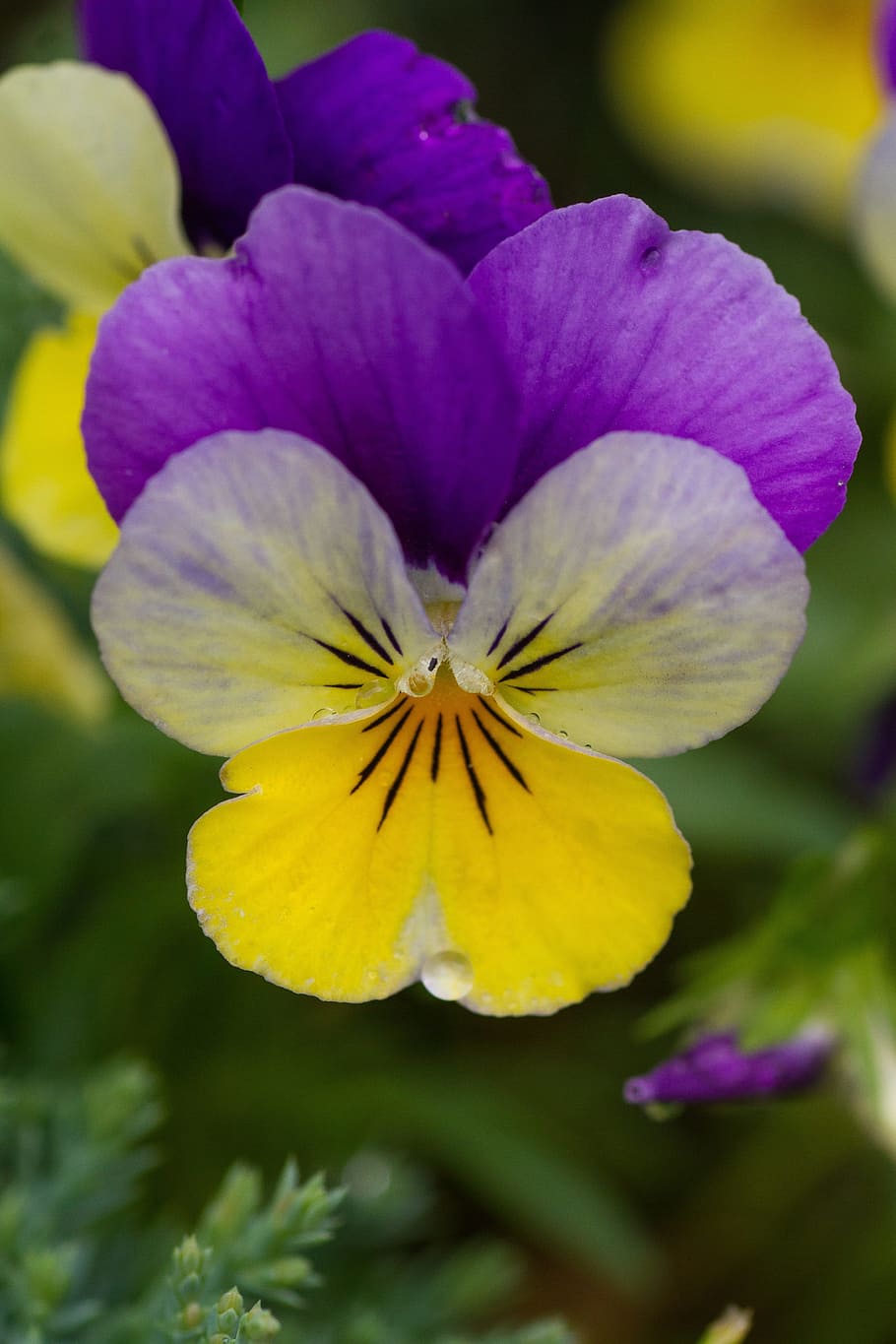 flower, viola, spring, plant, wildflower, violet, decoration HD wallpaper