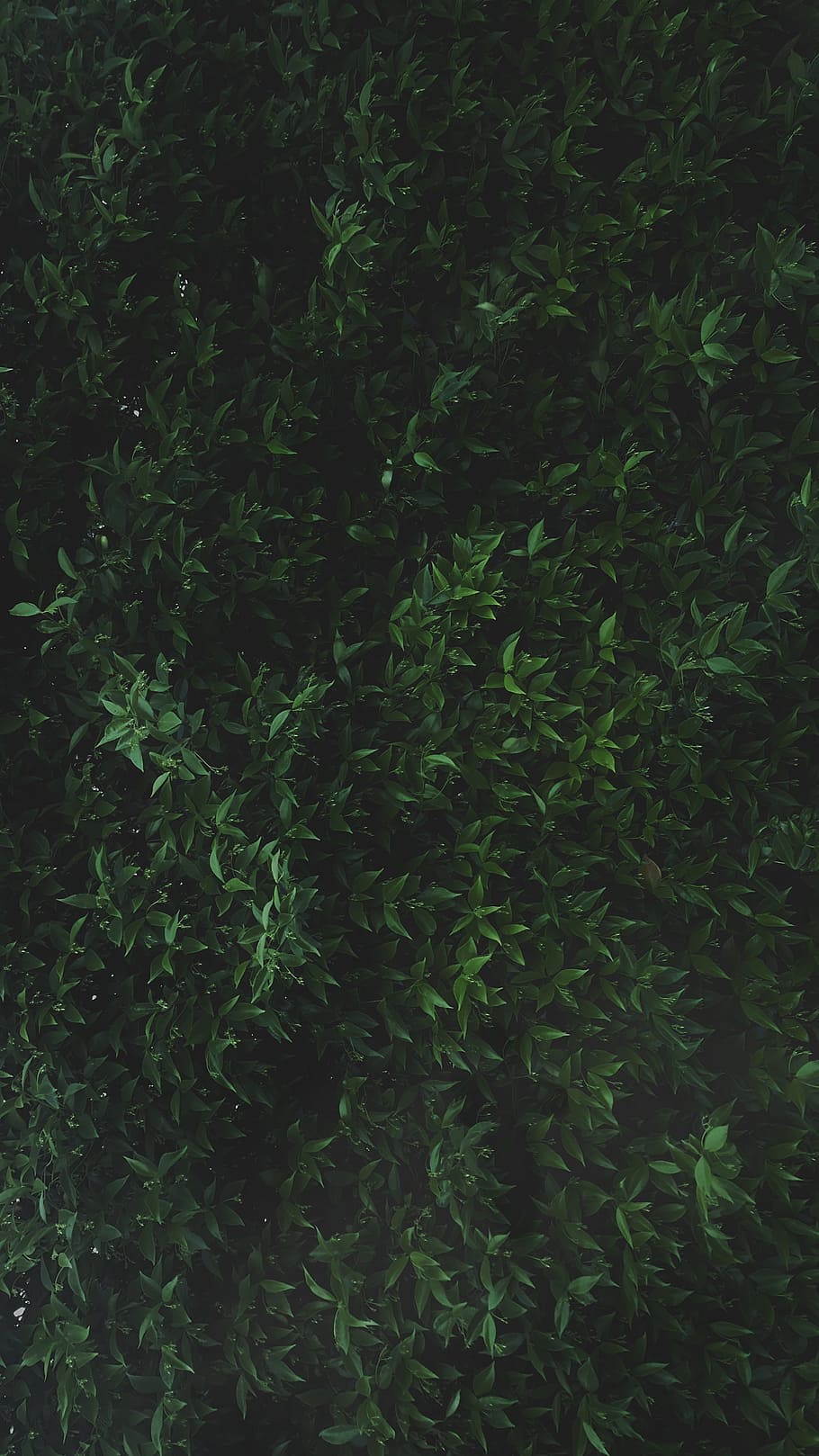 closeup photo of green leafed plant, green leafed plant, first picture HD wallpaper