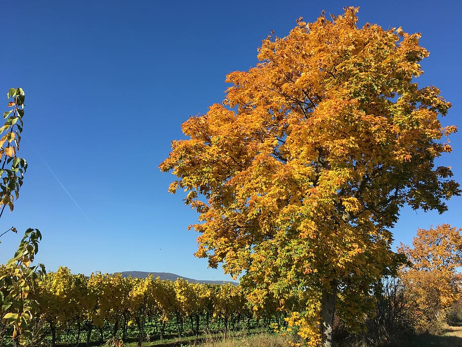 vineyards, autumn, deciduous tree, bright, golden october, plant HD wallpaper