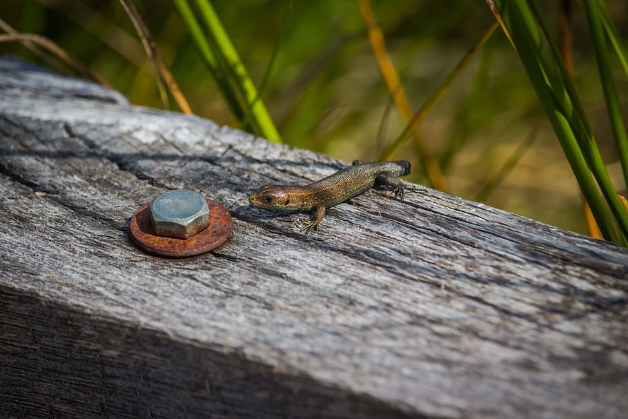 lizard, macro, detail, animal, summer, peat-bog, god's gift, HD wallpaper