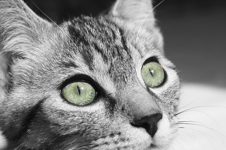 macro shot of silver tabby cat, kitty, face, close up, furry HD wallpaper