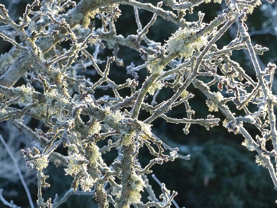 Apple Tree, Branches, Winter, Moss, background, rime, cold temperature HD wallpaper