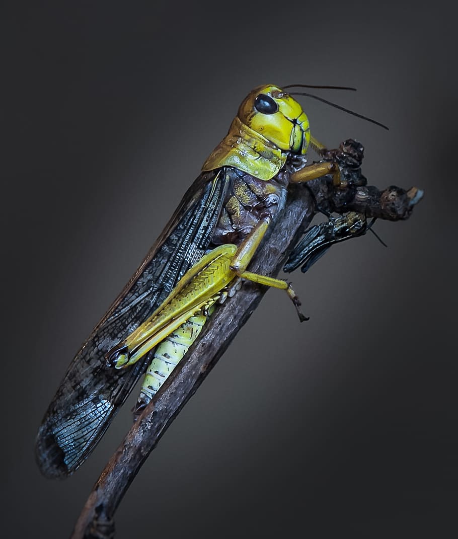 Macro, Grasshopper, Insect, Small, wildlife photography, macro photography HD wallpaper