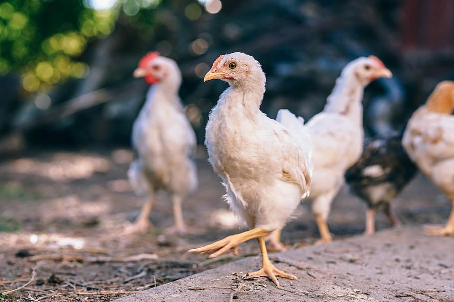 Free-range Chickens, selective focus photo of white chicken chicks HD wallpaper