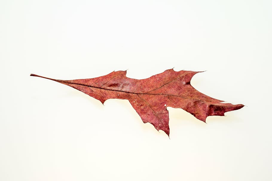brown leaf, autumn, leaves, fall foliage, colors of autumn HD wallpaper
